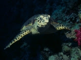 Turtle by Tim Nicholson