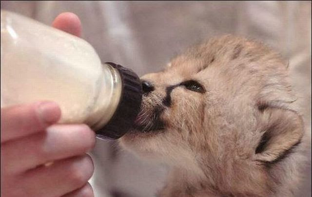 Cute little things (95 pics)