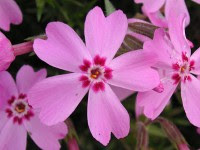 特徴 シバザクラ 芝桜 植物 小さな園芸館