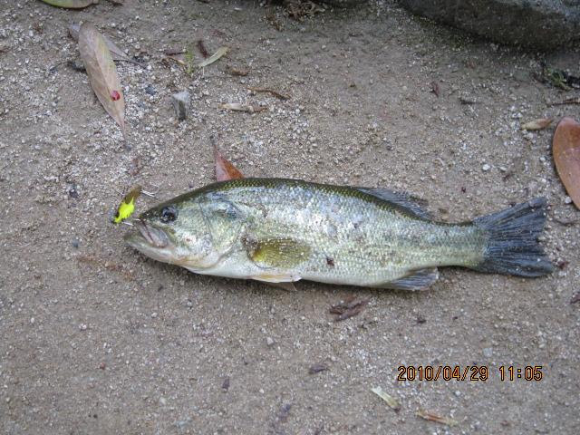 平和台公園でブラックバス ブルーギル の釣果 10 04 29 みやつり