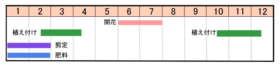 ナツツバキの育て方 ヤサシイエンゲイ