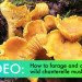forage, wild mushrooms, hunt for mushrooms, chanterelle mushrooms, golden chanterelle, DIY, chanterelle mushroom recipe, forage in the forest, how to find chanterelles, how to cook chanterelles, chanterelle video, video, DIY video, harvest mushrooms, mycology, hiking, eco-travel, Tafline Laylin