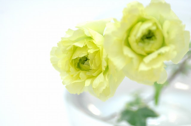 ラナンキュラス レモン色 花の図書館