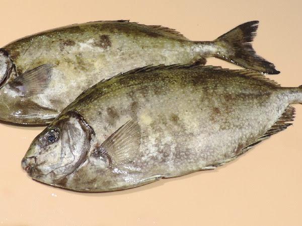 アイゴ 地方名 バリ の薄作り 親方の隠し部屋
