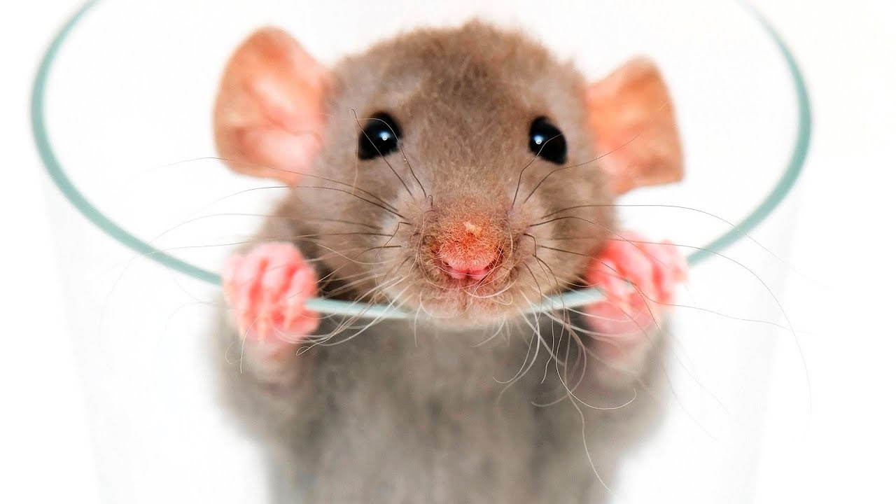 How to Fix a Rat Behavior Problem | Pet Rats - YouTube