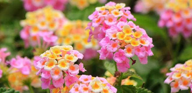 夏の花の高画質な画像まとめ 花言葉付き 写真まとめサイト Pictas