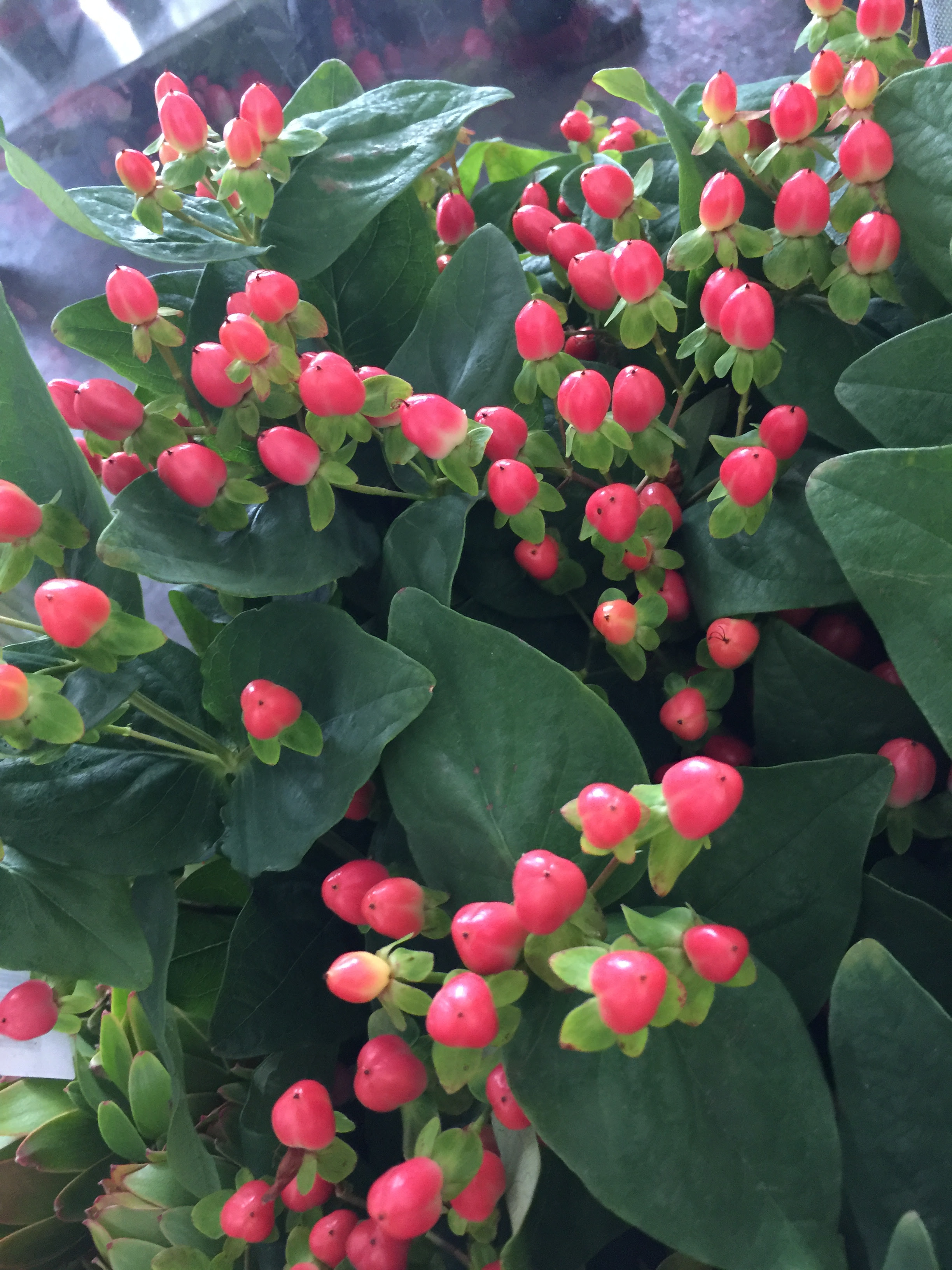 みちくさ 花市場の仲卸 大森花卉 おおもりかき