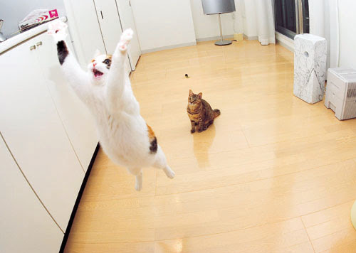 空飛ぶ猫 心と体の健康をサポート 楽天ブログ