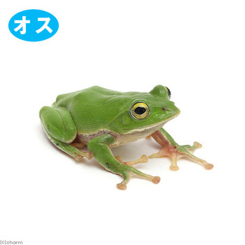 鳴いているのは何ガエル チャーム邑楽店スタッフブログ