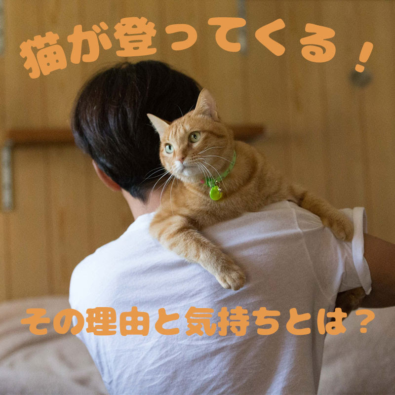 猫が体に登ってくるのはなぜ その理由に隠された本当の気持ちとは