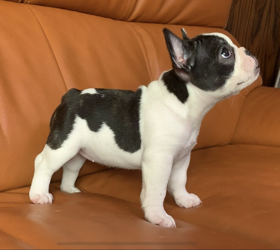 ブルドッグ フレンチブリーダーなら埼玉にあるイーストジャパン小山 グランブルー犬舎