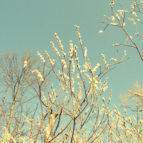 Pussy Willow Tree