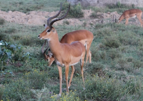 ガルテン日和 アフリカの動物たち インパラ トムソンガゼル