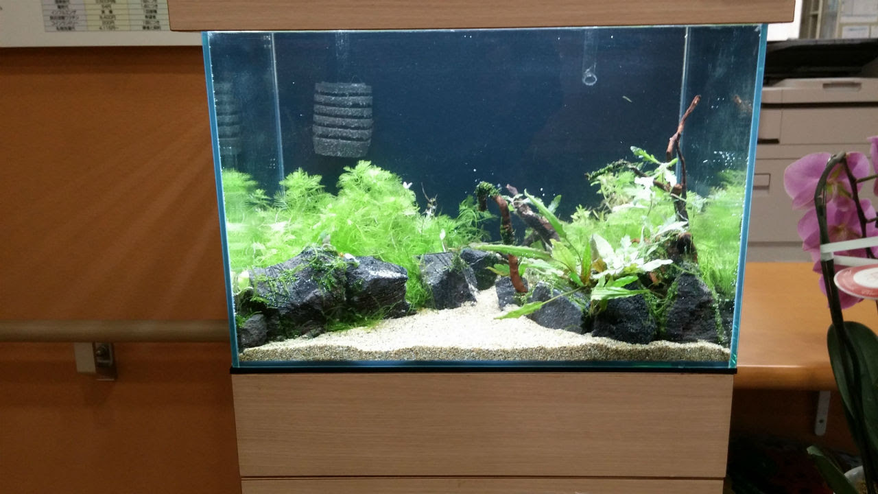 水草水槽でえびのオペラ統一 水草水槽リースと観賞用えびのone Leaf