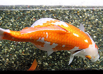 川の流れのように 金魚
