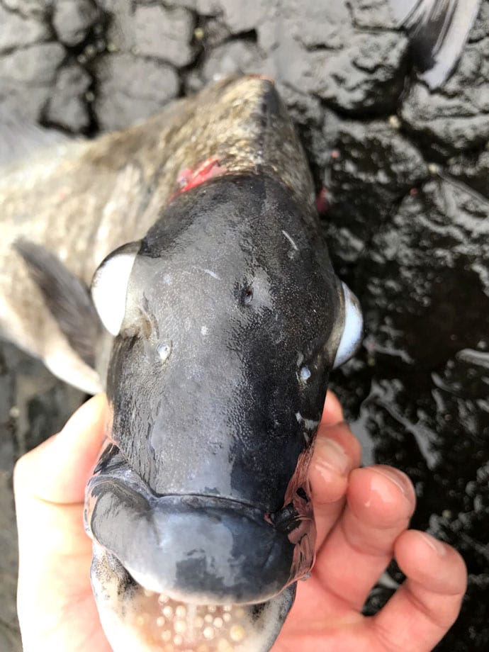 漁師直伝の極意教えます 血抜きと神経締めで魚を劇的に美味しく持ち帰ろう Tsurinews