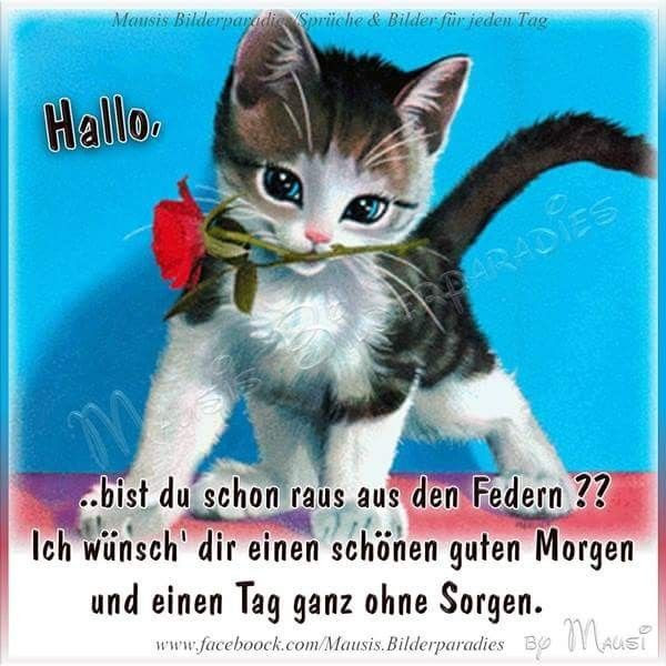 Bilder Von Guten Morgen Lustige Bilder Kostenlos Kostenlos
