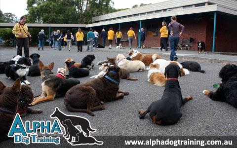 Alpha Resource Centre Login (for Alpha Dog Training Trainers ...