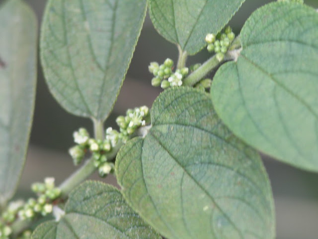 Florida Trema (Trema micranthum),  -- Shrub with berries growing along stem 20110306