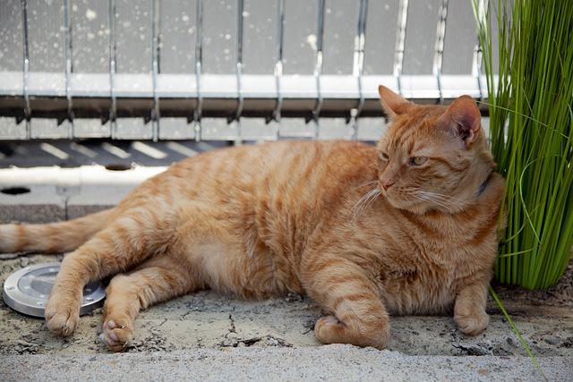 ちょっと珍しい柄の麦わら猫はメスが多い 模様や特徴 性格は