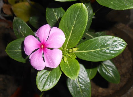 ニチニチソウの種から芽が出ない 植物navi