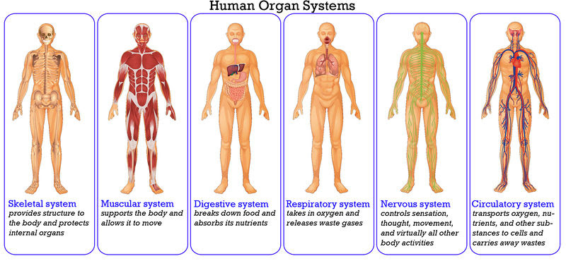 Respiratory System And Other Systems How They Work Together New Health Advisor