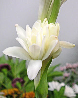 9月17日の誕生花 チューベローズ フラワーギフトのための365日の誕生花