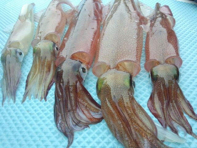 洲ノ崎沖ヤリイカ釣り 石塚広行