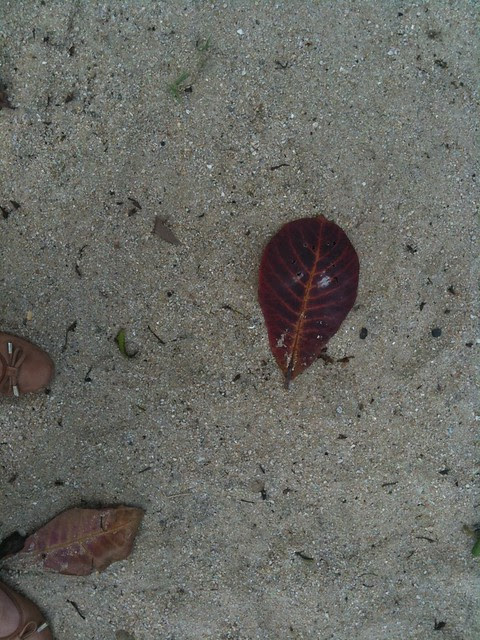 sand and leaves