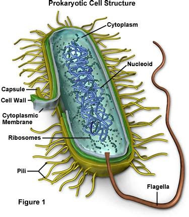 prokaryotes  eukaryotes cell structure  differences