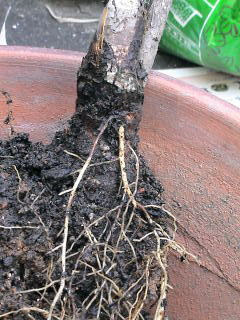 牡丹専門hpです 牡丹の育て方を分かりやすく載せました ポイントを押えて大輪の花を咲かせましょう 鉢植えでも大きな花は咲きます