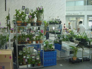 Ajos晴海トリトン秋の洋らん展14 トリトンスクェア２ｆ 10 9 10 13 今年で４回目となる全日本蘭協会様主催の蘭展です 昨年は都合により見送りましたが ２年ぶりに復帰しました 出店は16社で 東西から多士済々な顔ぶれが揃いました 折