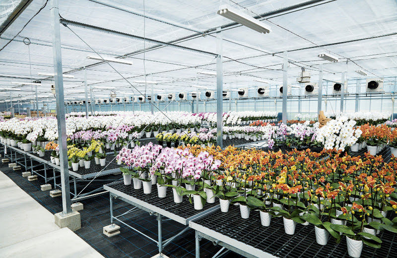 對丸井洋蘭開發中心 1缽的第一缽包含想法 Silkool Tomioka富岡市觀光主頁