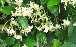 つる植物 カンボー都市緑化研究所