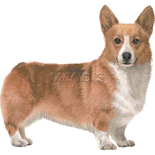 ウェルシュ コーギー ペンブロークのイラスト 条件付フリー素材集