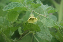 tomatillo flower