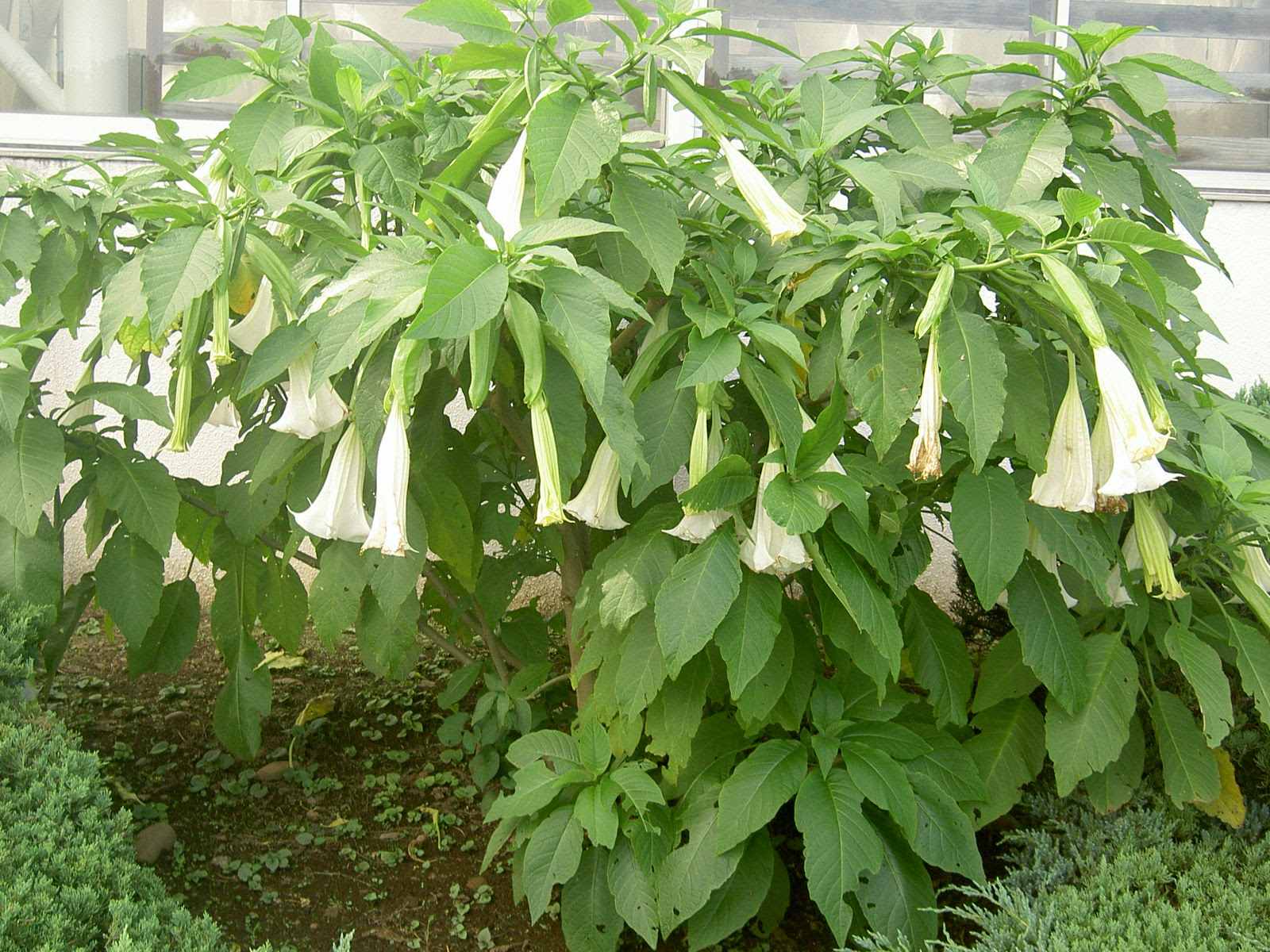 ゆうほ２１ で 野川から深大寺 神代植物公園を歩く ハトちゃんのブラ リカレンダー