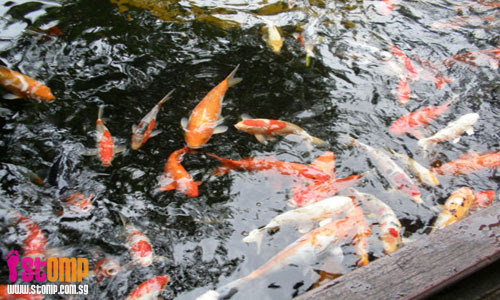 common carp facts. that common carp (Cyprinus