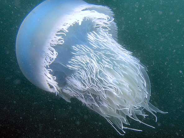 素人が作ったお魚図鑑 刺胞動物門鉢虫綱根口クラゲ目ビゼンクラゲ科ビゼンクラゲ属ビゼンクラゲ
