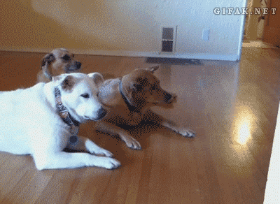 Stop Studying You Deserve To Look At These Dog Gifs