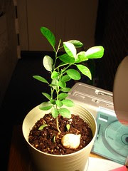 pet plant