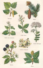 plantes medicinales et alim 1