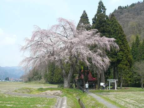 おしら様の枝垂れ桜 秋田県湯沢市 日本隅々の旅 全国観光名所巡り グルメ日記