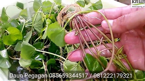 khasiat daun pegaga dan epal hijau