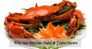 Is Octopus Halal Shia - Is Rabbit Meat Halal Shia - Common halal and non halal sea foods international shia news agency / only hanafi maddhab says octopus is haram because it's not a fish but the rest of the maddhabs (shafi'i, hanbali, maliki etc) give permission, since they consider any creature from the sea as halal so.
