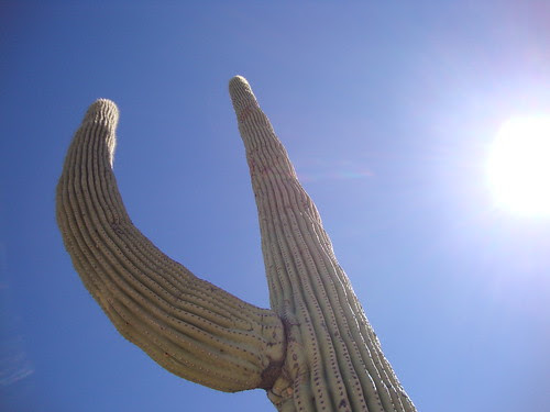 Saguaro National Park East, Loma Verde Loop, Pink Hill Trail Spur