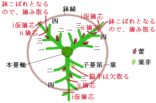 初心者のための大輪朝顔作り 四 本鉢管理 切込作り
