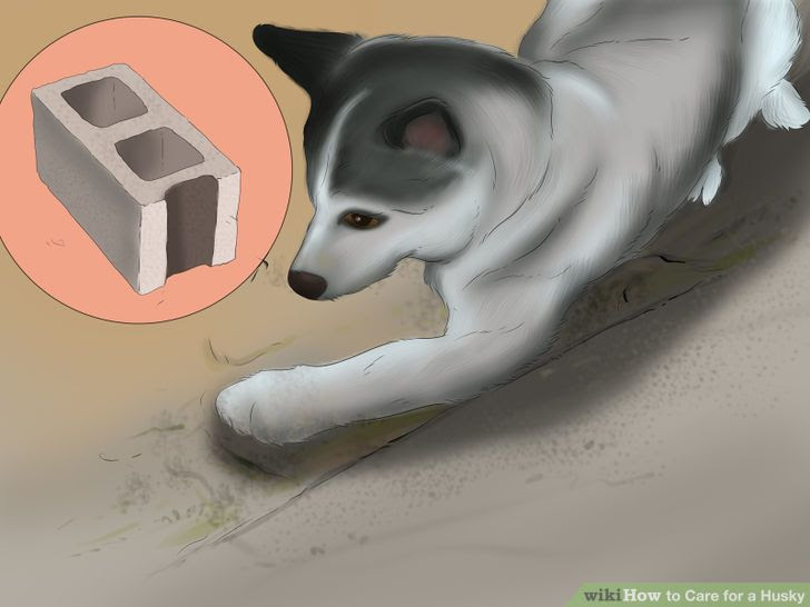 Care for a Husky Step 7.jpg