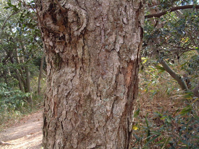 オオバヤシャブシ