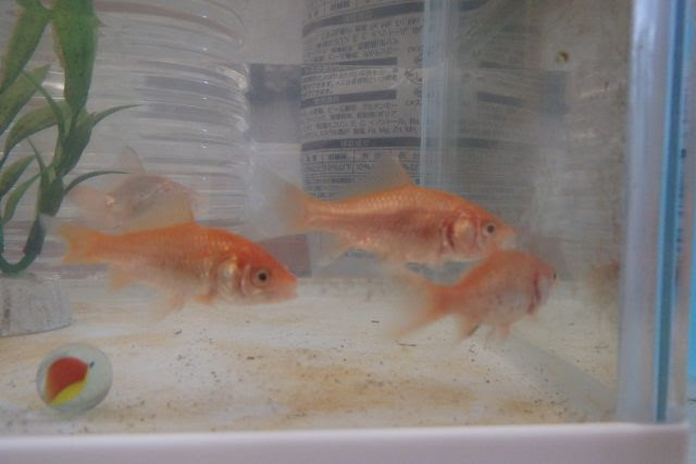 金魚についた寄生虫 イカリムシ 発見時の対応とその取り方 ナチュロボのマッタリlabo